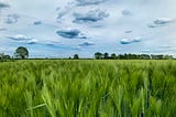 A summer barley field under a blue sky