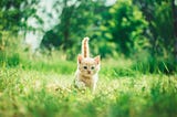 Pale brown and white curious kitten face-on to the camera, walking through a meadow, tail high, ears pricked, eyes wide open.