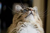Whiskers, Beards and Hair Growing Where It’s Not Wanted