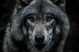 Gray wolf staring ahead