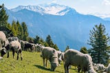 Exploring Morzine in the Summer: A Guide to the Great Outdoors