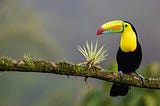 A large billed black and yellow toucan bird on a branch in Costa Rica.