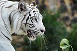 Humor Darling Exclusive: Catching Up With Siegfried and Roy’s Tiger, Mantacore, 20 Years After the…