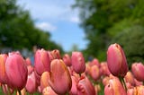 Photolog : Keukenhof, Netherlands