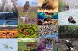 Biodiversity collage