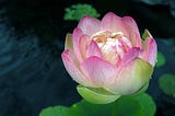 Gone Too Soon: Grieving an Unexpected Loss