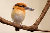 Extinct-In-The-Wild Guam Kingfisher Readying For Release On Remote Pacific Island