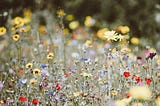 Where the Wildflowers Grow