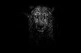 A mighty Wild Tiger Looking straight into the camera.