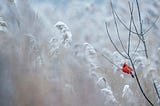 A lone cardinal perched on a snowy branch in Winter.