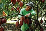 The Cacao Effects to Upland Indigenous in Sulawesi: Land and Capital