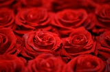 Is February Giving you Red Roses or Red Flags vibes?
