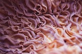 A close-up of fungi