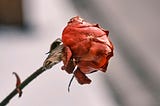 A Withered Red rose