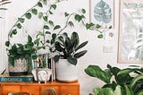 Houseplants sit on top of a chest of drawers in someone’s house. Photo by Prudence Earl on Unsplash