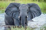How Elephants Pay for School Fees: Wildlife Tourism in The Zambezi Region