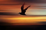 Be The Bird That Flew Away