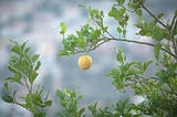The Lemon Farmer — A short story