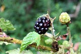 Finding mom in a field full of berries