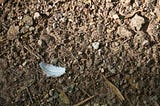 Unearthed…
