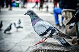 A City Pigeon