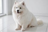 White-Fluffy-Coat-1