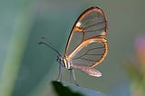 A picture of a butterfly with beautiful clear wings