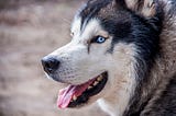 The Husky