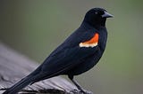 The Red-Winged Blackbird Sings Me Forward