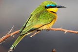 BirdCLEF 2023