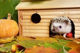Discover the Best Small Pet Hideout: Introducing Cozy Pets House