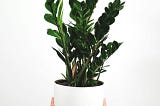 Wake Up for the Stunning ZZ Plant