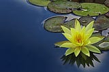 A solitary Water Lily Lotus blossom with elliptical petals lit up by the Sun, the color mirrored on the water offset by its shadow. Its pale lemon yellow upper petals and lime green lower petals surround an amber-colored center. The blossom rests amidst the still dark teal blue water and is flanked by many sage green lily pads, each with highlighted margins turned up like a pie pan. One of these pads, in particular, matches the bottom blossom petals in lime green, accentuating the unique beauty.