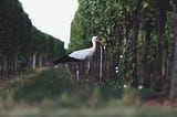 Stork with white legs in a wineyard.