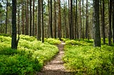 A clear path through a forest, with short plant growth under tall trees