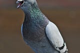 A close up image of a pigeon with an open mouth.