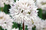 Agro-morphological characterization of Indian garlic (Allium sativum L.)
