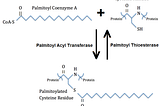 Predicting Palmitoylation Sites in Protein Sequences