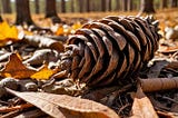Pine-Cone-1