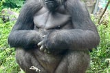 Gorilla Safaris in Africa