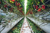 Picking your greens in the store — vertical farming is taking off