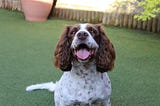 Not Just Cute: The Real Challenges of Dog Ownership
