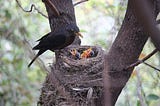 Nesting mother bird with 3 chicks