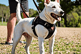 Ezydog-Harness-1