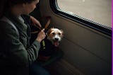 4 Best Dog Travel Accessories