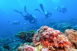 The causes of coral reef collapse — and how to save our ‘rainforests of the sea’