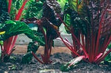 Starting a Community Garden in 2024 and Beyond