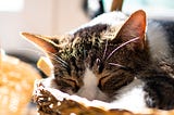 Why Do Cats Purr?