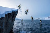 Pudgy penguins airdrop from a snowy cliff into a frigid ocean below