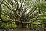 Banyan Tree in Hawaii